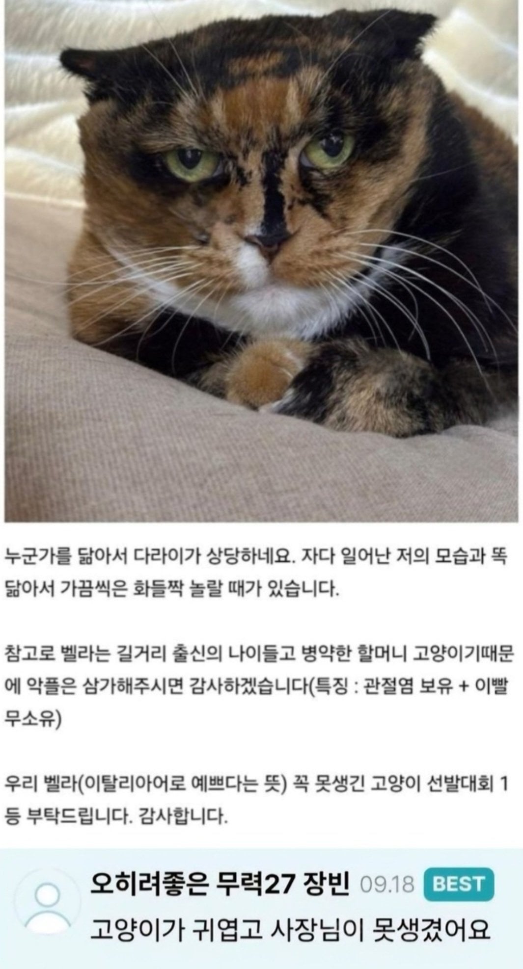 못생긴 고양이 선발대회 참가한 나폴리맛피자 · 2번째 이미지
