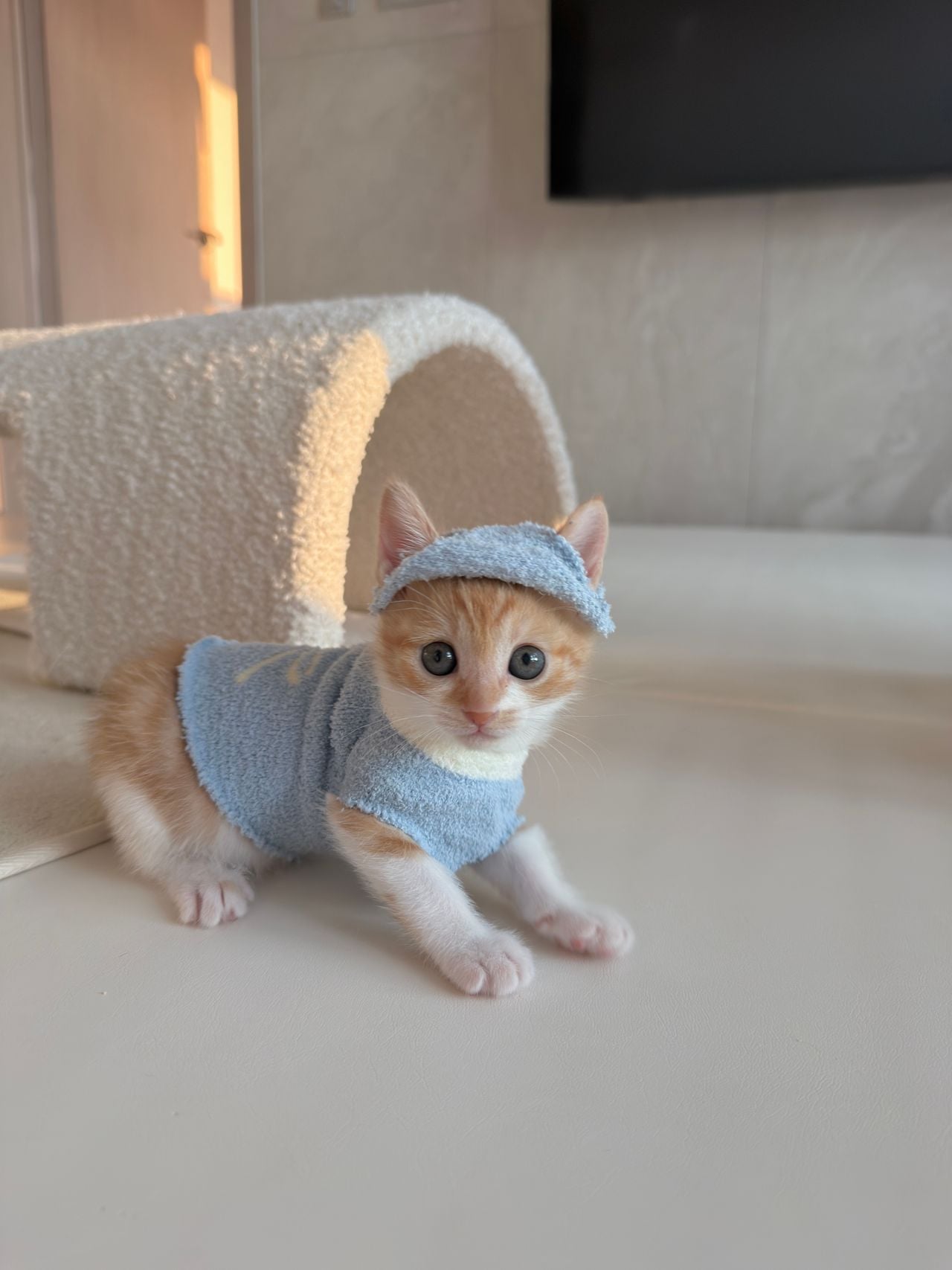다이소 산 옷을 입는 고양이 · 8번째 이미지