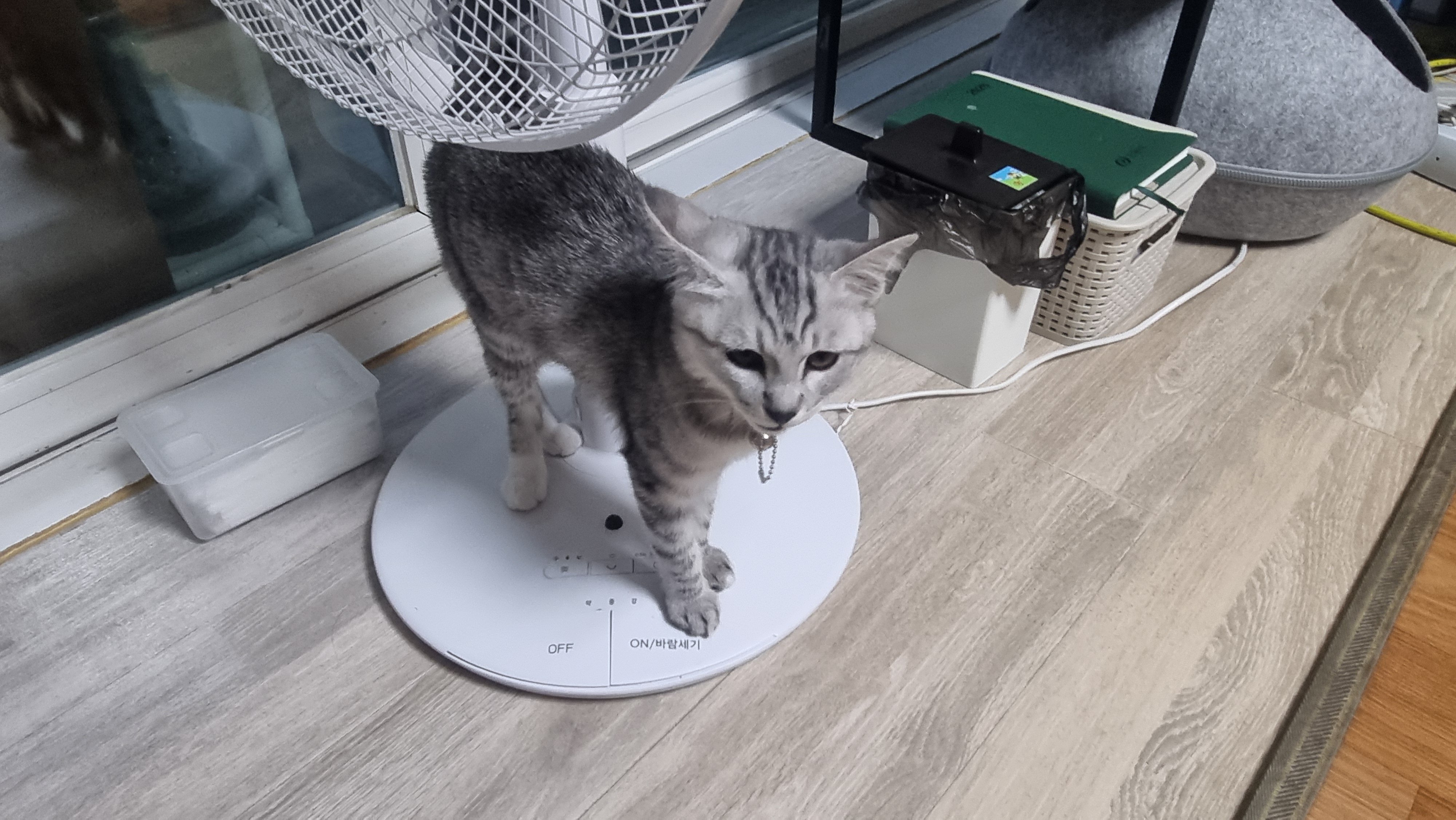 실수로 ㅇㄱㄸ글 써버렸네 미안해 애들아 🥺 · 5번째 이미지