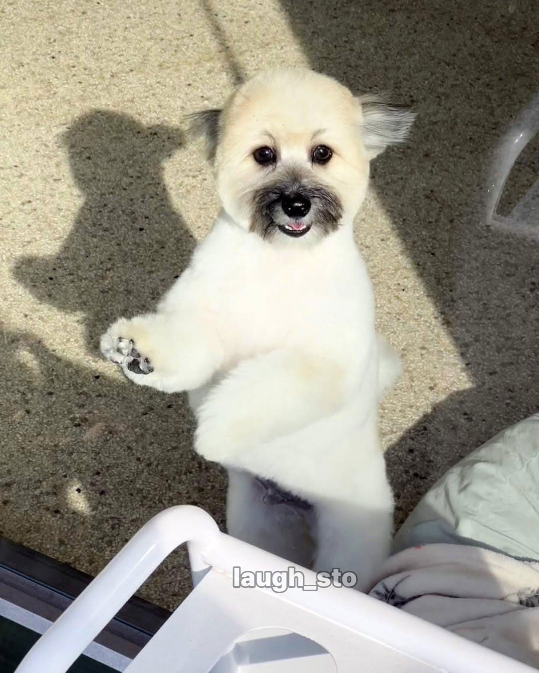 카더가든 닮은 강아지.jpg · 4번째 이미지