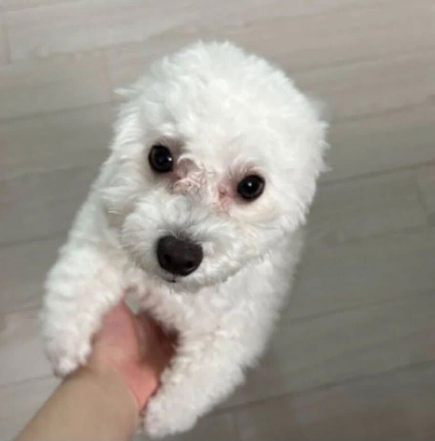 강아지 존나 귀여운점 · 3번째 이미지