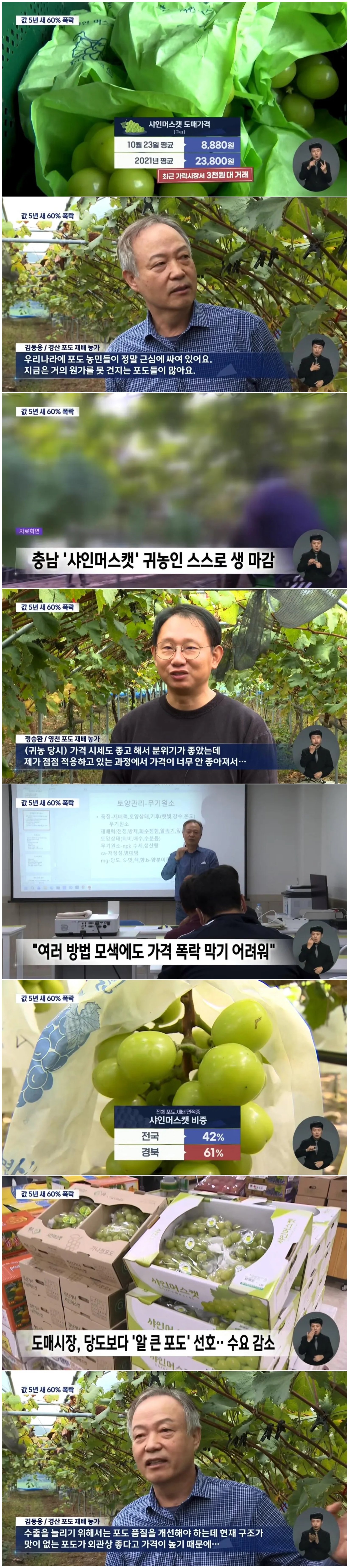 한 송이 2만 원 하던 샤인머스캣 근황.jpg · 1번째 이미지