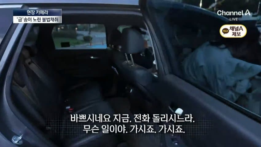채널a) 송이버섯 1kg에 160만원...밤낮 추격전 · 24번째 이미지