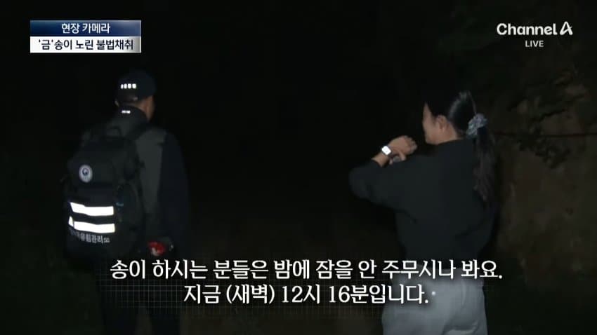 채널a) 송이버섯 1kg에 160만원...밤낮 추격전 · 13번째 이미지