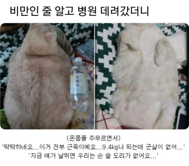 비만의심으로 동물병원에 간 고양이