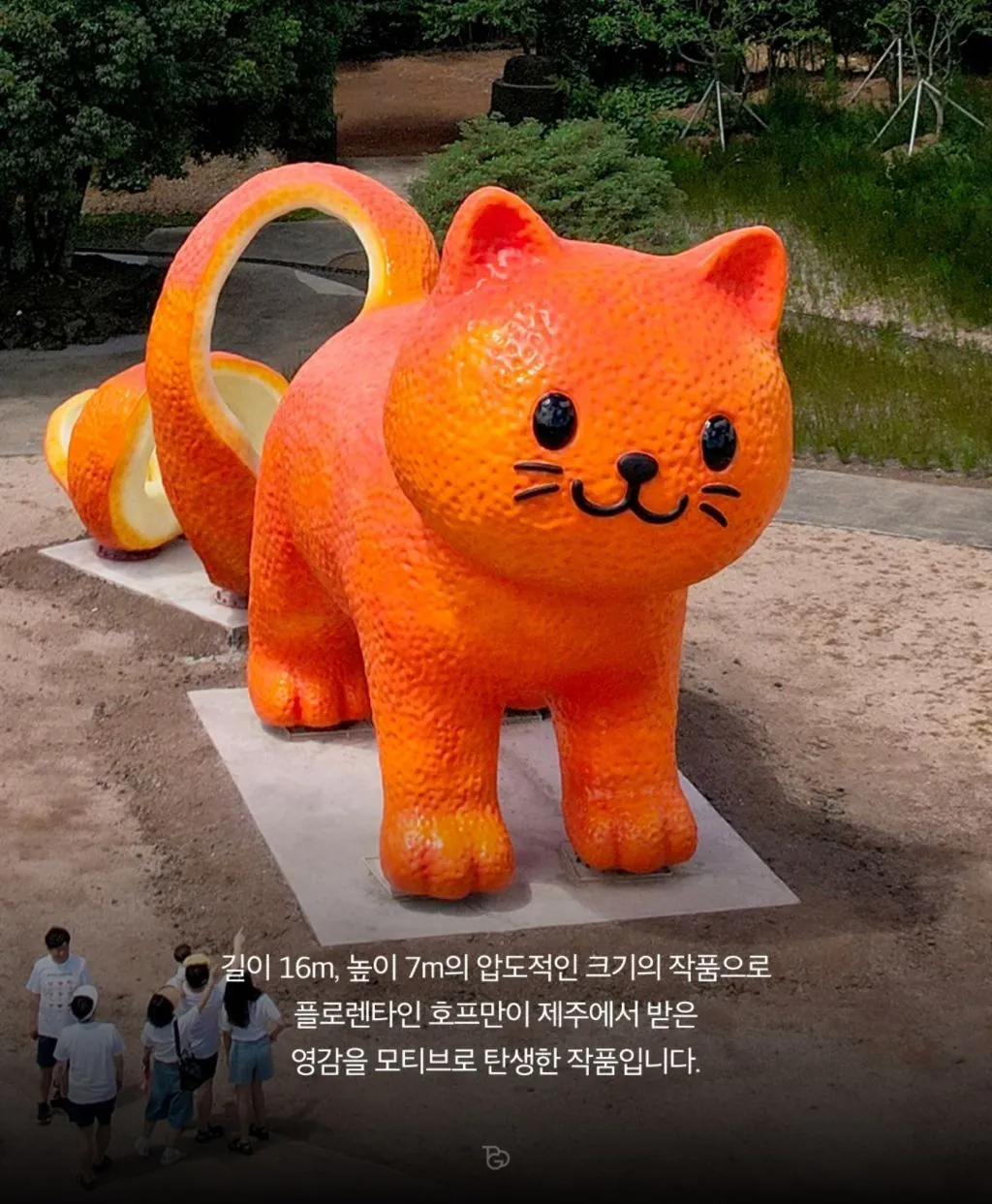 20260814_01.jpg 제주도에 나타난 거대 귤냥이(탠저린 캣)