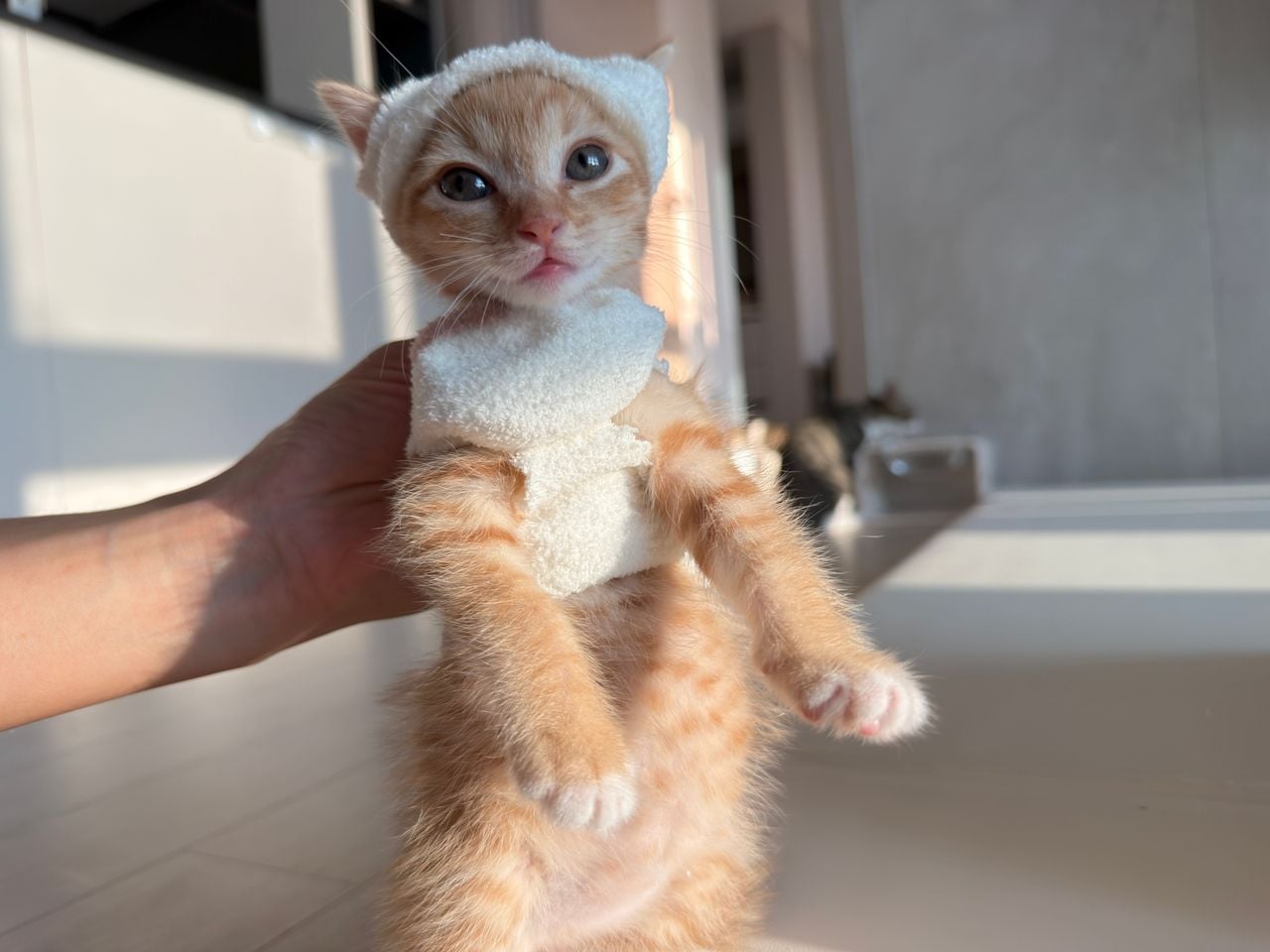 다이소 산 옷을 입는 고양이 · 3번째 이미지