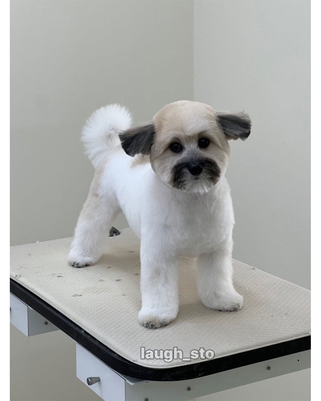 카더가든 닮은 강아지.jpg · 2번째 이미지