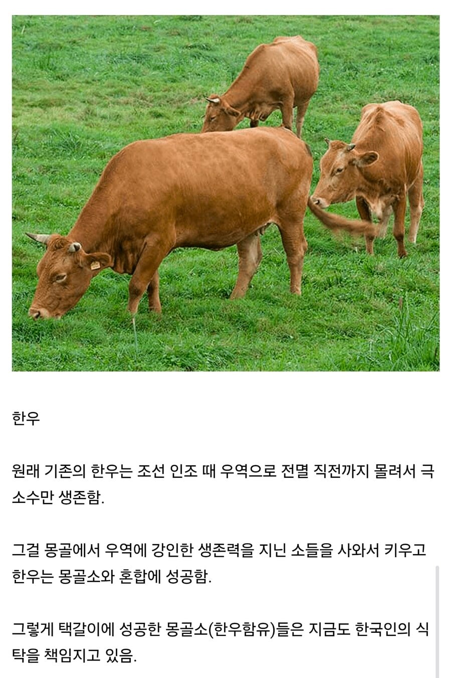몽골 덕분에 먹고 있는 식재료 · 1번째 이미지
