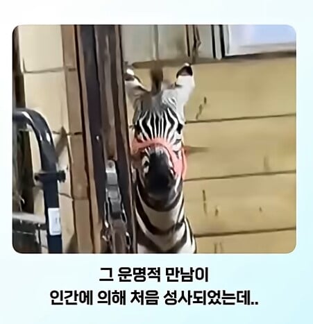 얼룩말 처음 본 말 반응 · 2번째 이미지