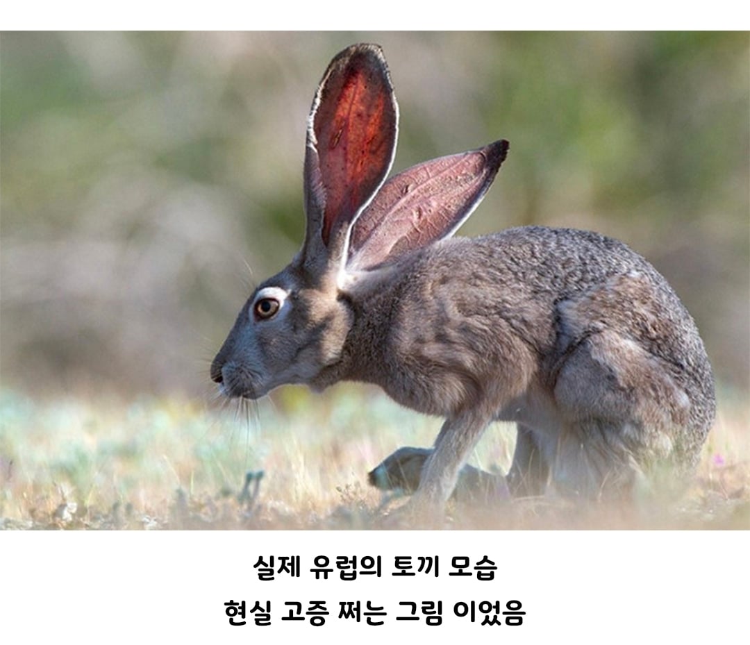 중세 서양 토끼 그림들이 살벌하게 생긴이유 · 3번째 이미지