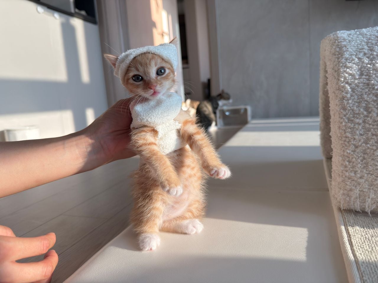 다이소 산 옷을 입는 고양이 · 4번째 이미지