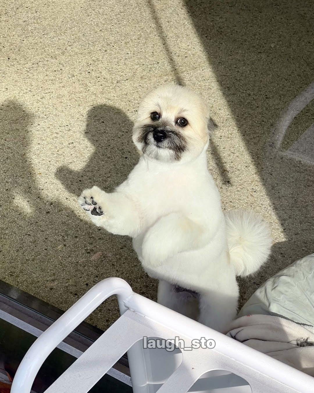 카더가든 닮은 강아지.jpg · 3번째 이미지