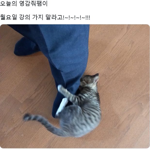 교수님네 고양이 아기라서 이번에 처음으로 개강시즌을 맞이했는데 · 2번째 이미지
