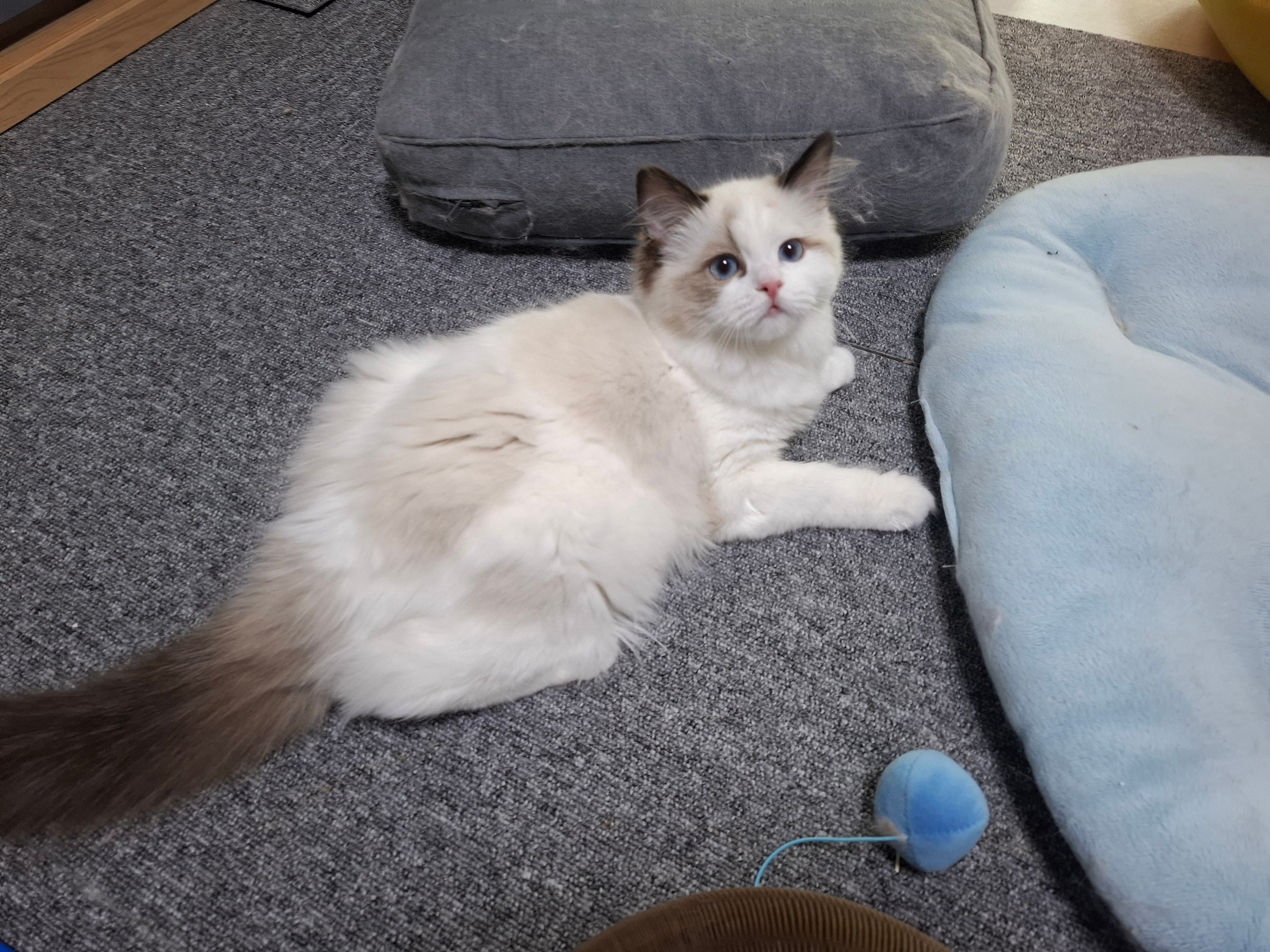 냥붕이 고앵이 사진 가져왔다 · 5번째 이미지