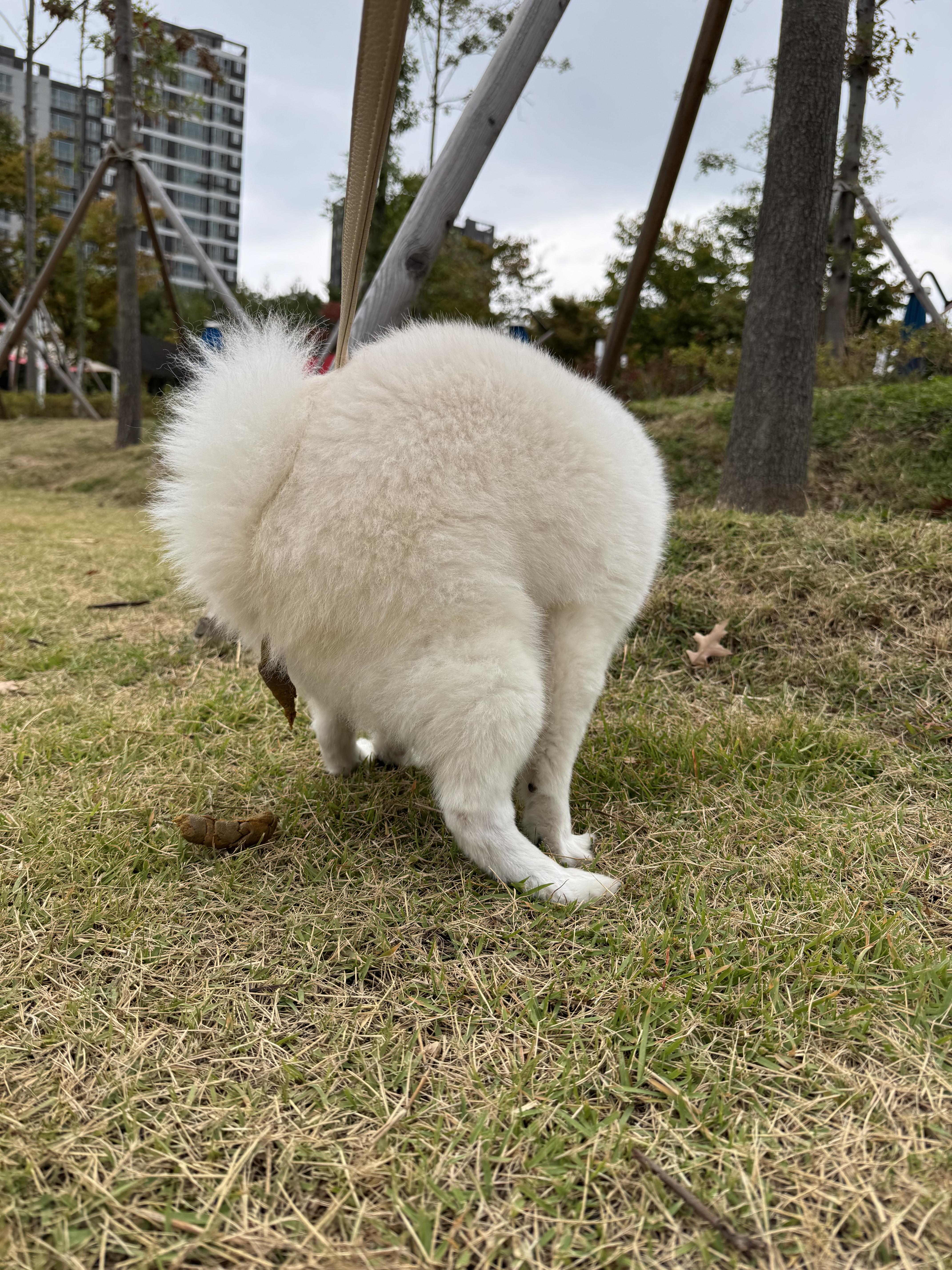 혹시 개붕이들이 좋아하는걸 합치면 에 갈까? · 6번째 이미지