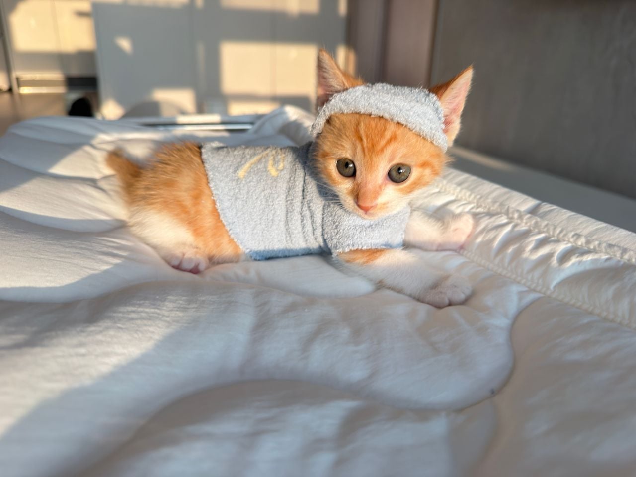 다이소 산 옷을 입는 고양이 · 10번째 이미지