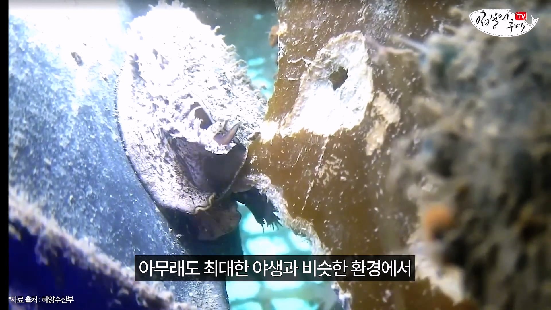 암컷 아저씨가 알려주는 손 쉬운 전복 손질 방법 · 9번째 이미지