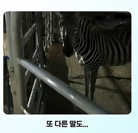 얼룩말 처음 본 말 반응 · 4번째 이미지