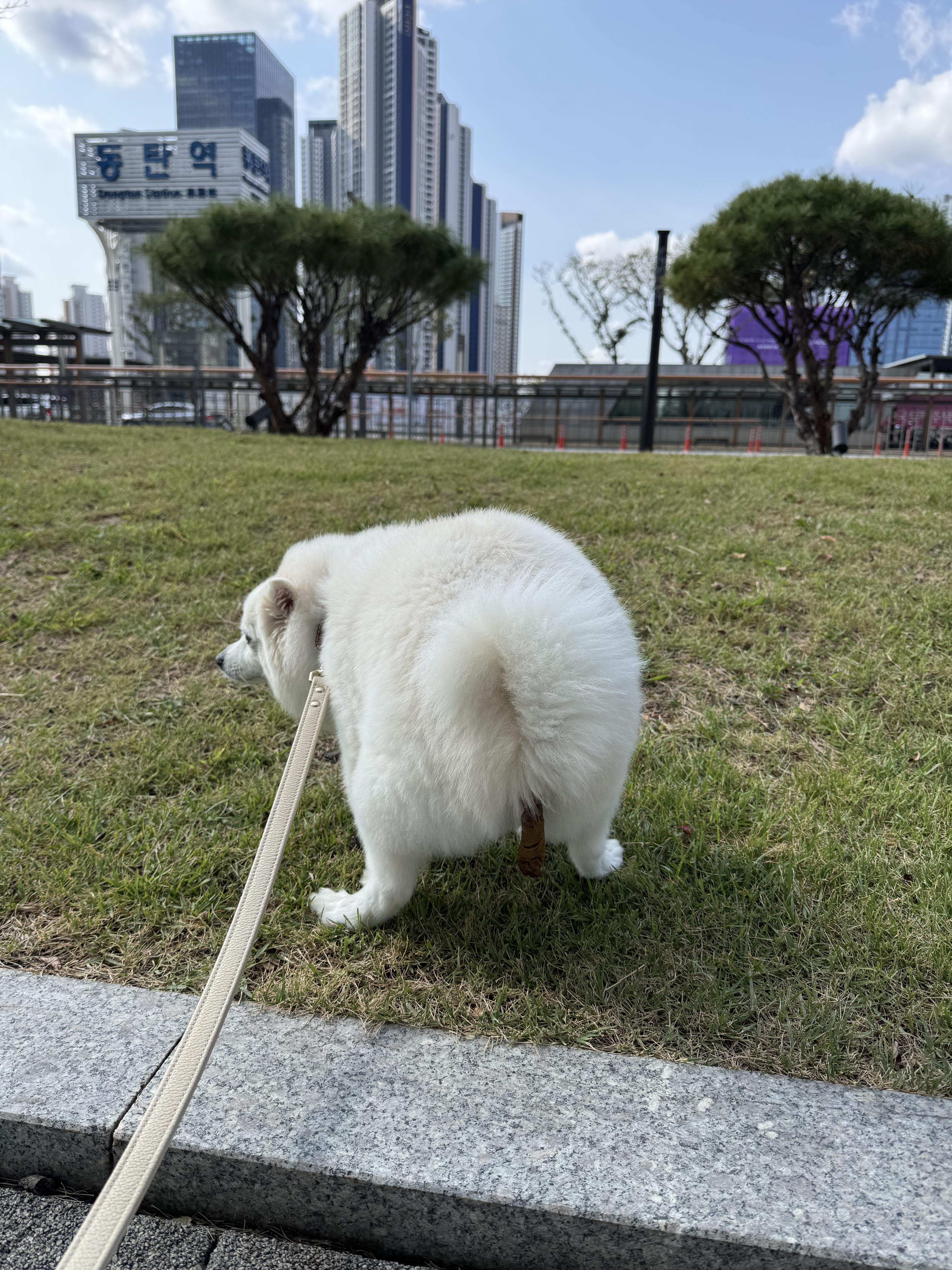혹시 개붕이들이 좋아하는걸 합치면 에 갈까? · 9번째 이미지