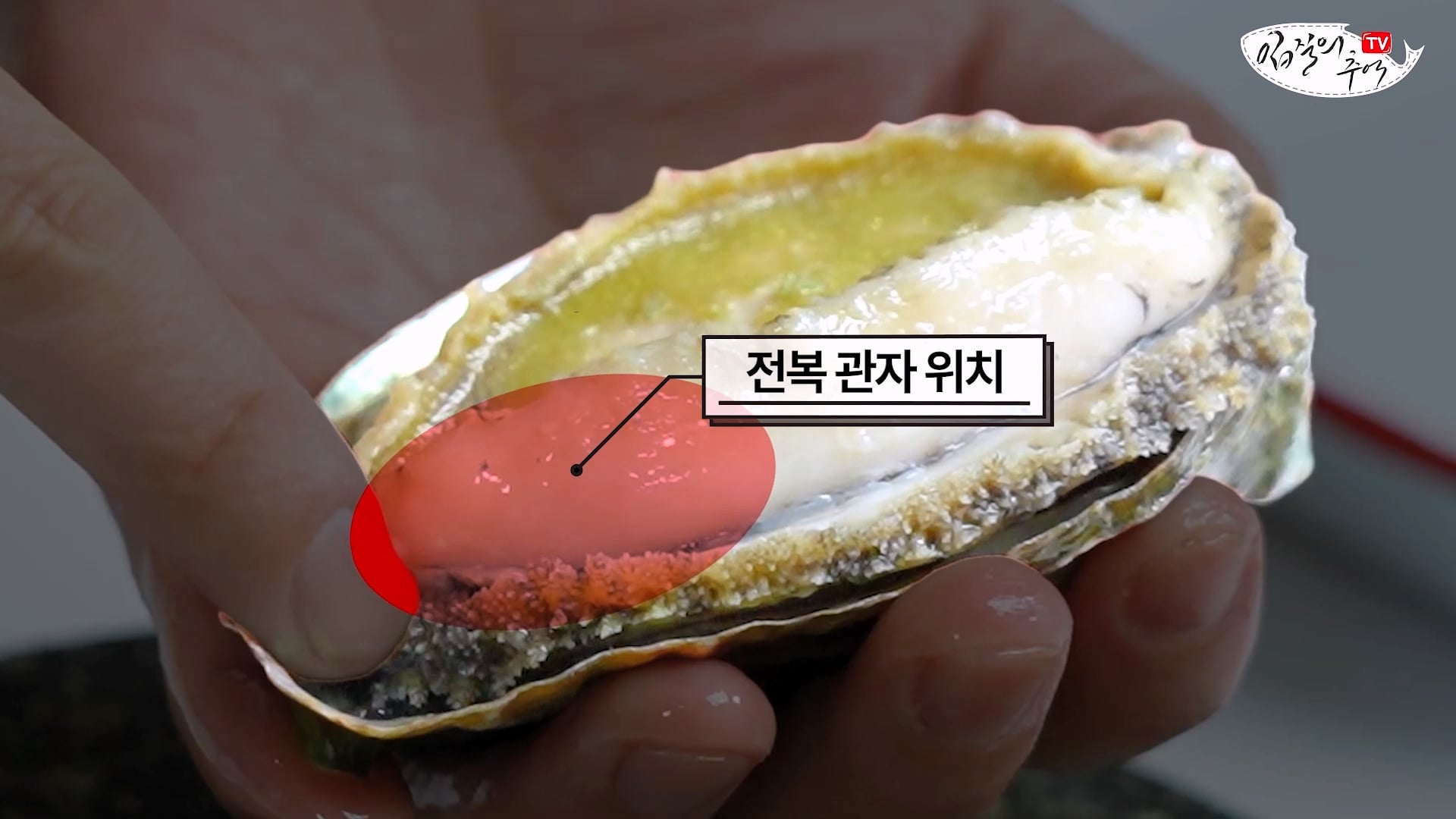 암컷 아저씨가 알려주는 손 쉬운 전복 손질 방법 · 22번째 이미지