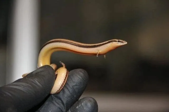 도마뱀에게 손이 달린 이유