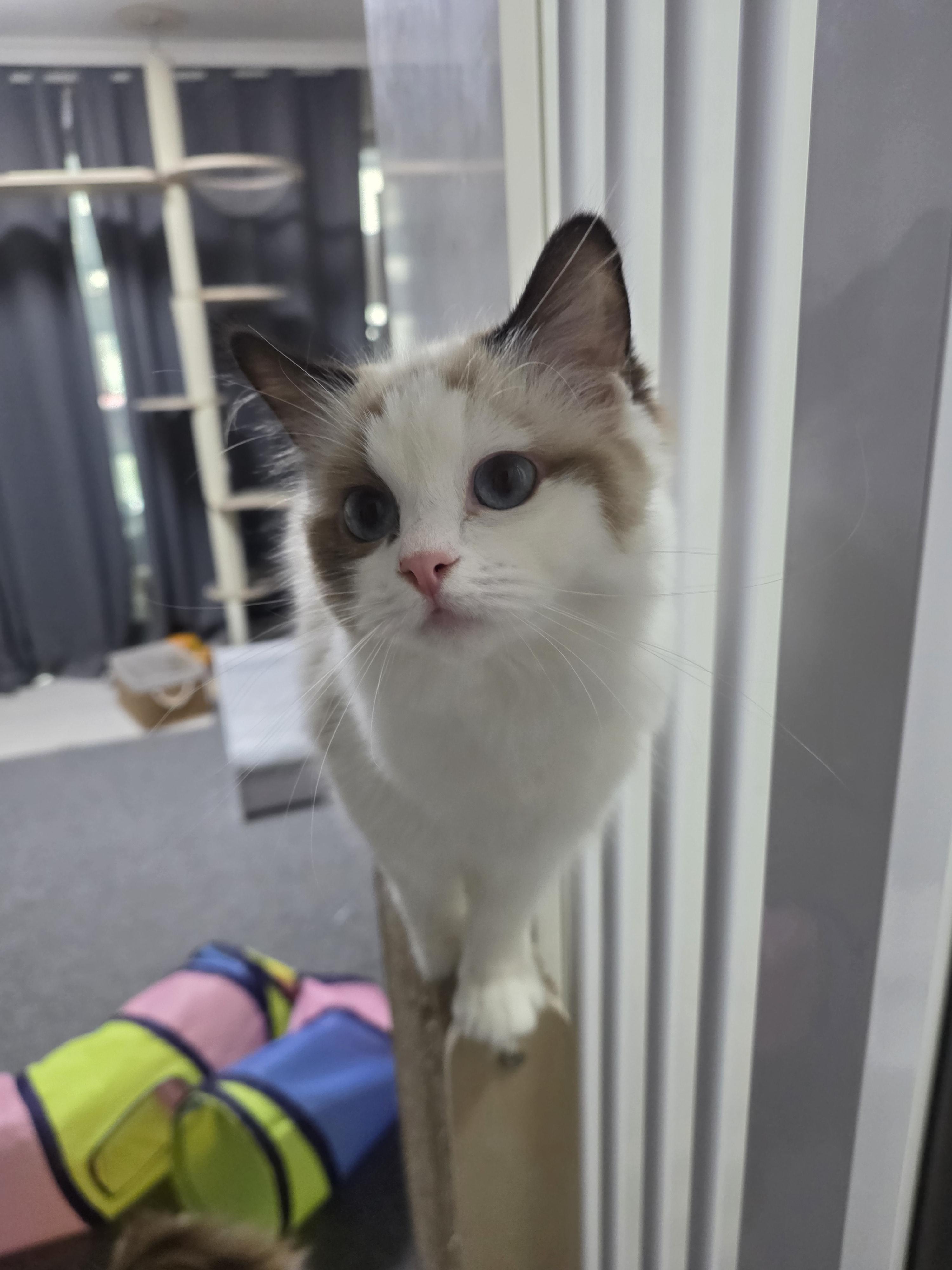 냥붕이 고앵이 사진 가져왔다 · 20번째 이미지