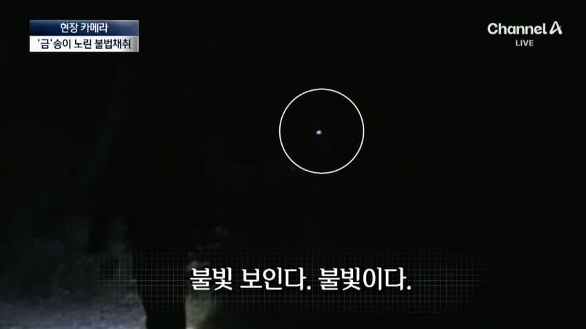 채널a) 송이버섯 1kg에 160만원...밤낮 추격전 · 14번째 이미지