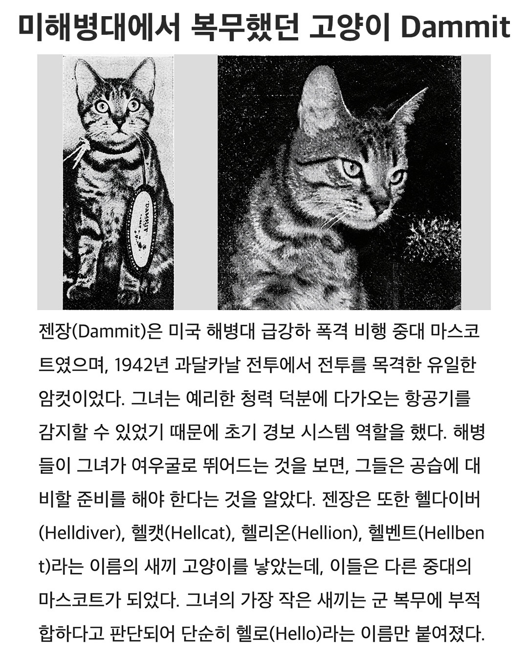 미국 해병대에서 복무했던 고양이.jpg · 1번째 이미지