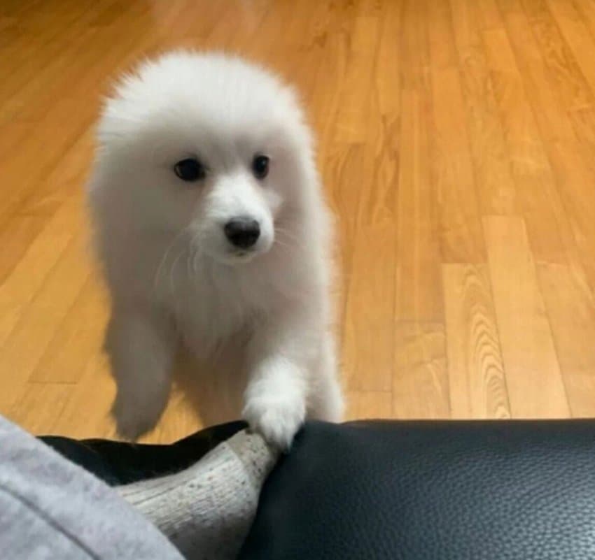 강아지 존나 귀여운점 · 4번째 이미지