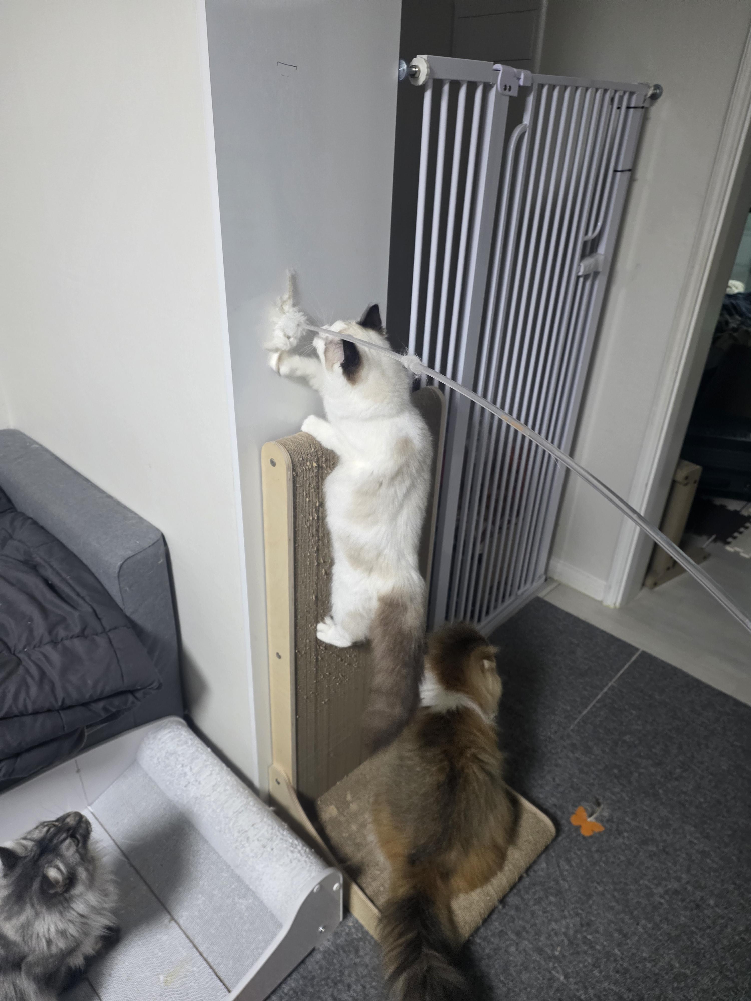 냥붕이 고앵이 사진 가져왔다 · 14번째 이미지
