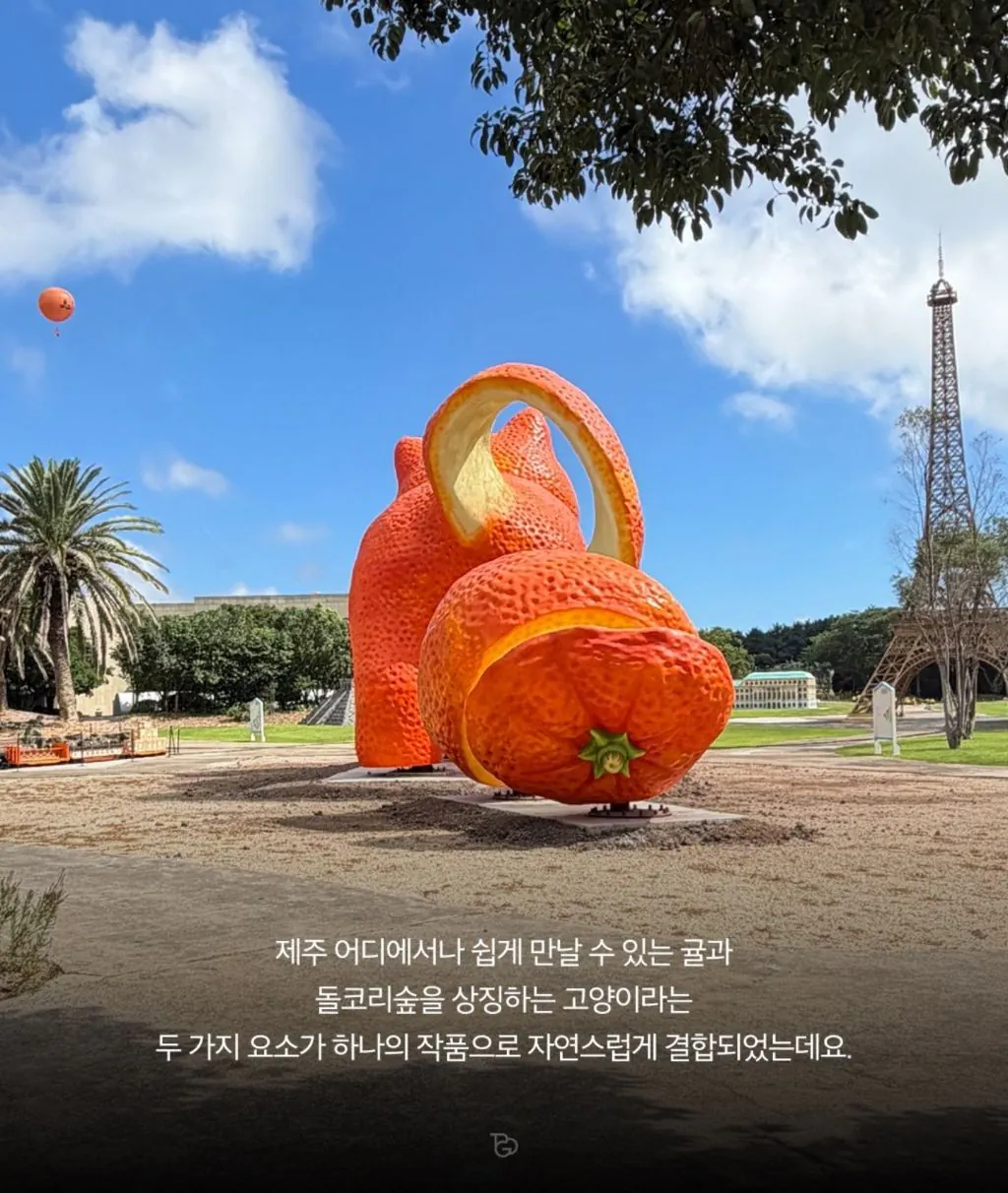 20260814_02.jpg 제주도에 나타난 거대 귤냥이(탠저린 캣)