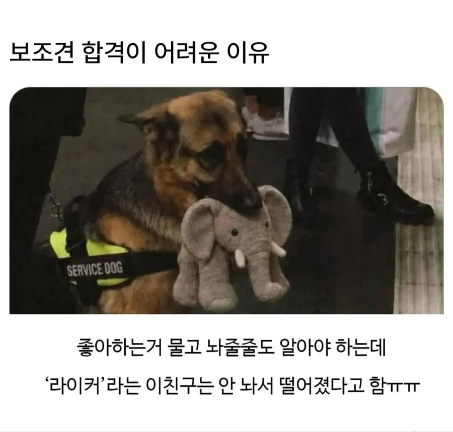 보조견 합격이 어려운이유.jpg · 1번째 이미지