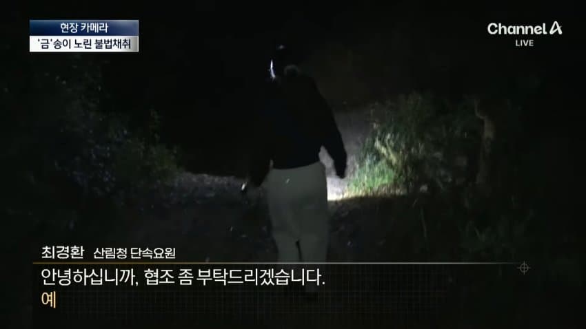 채널a) 송이버섯 1kg에 160만원...밤낮 추격전 · 15번째 이미지
