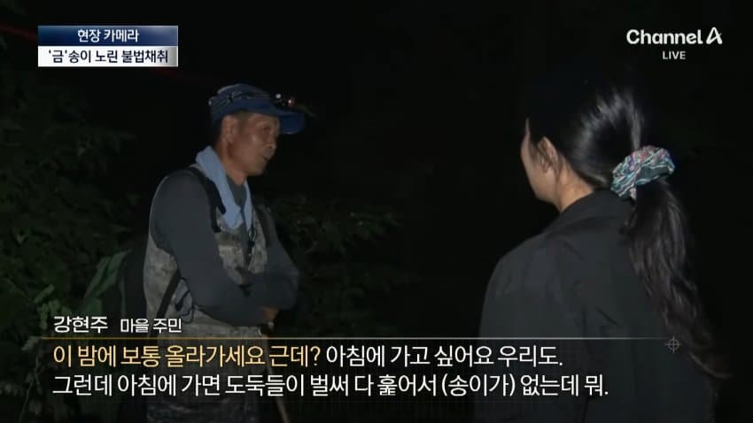 채널a) 송이버섯 1kg에 160만원...밤낮 추격전 · 16번째 이미지