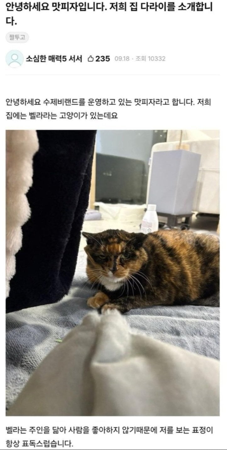 못생긴 고양이 선발대회 참가한 나폴리맛피자