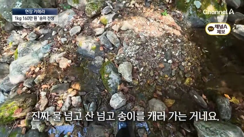 채널a) 송이버섯 1kg에 160만원...밤낮 추격전 · 34번째 이미지