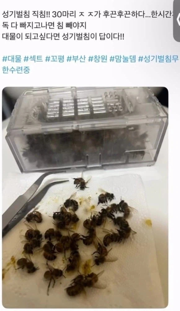 스승님 이렇게 하면 정말 자지 크기를 키울 수 있는겁니까..? · 1번째 이미지