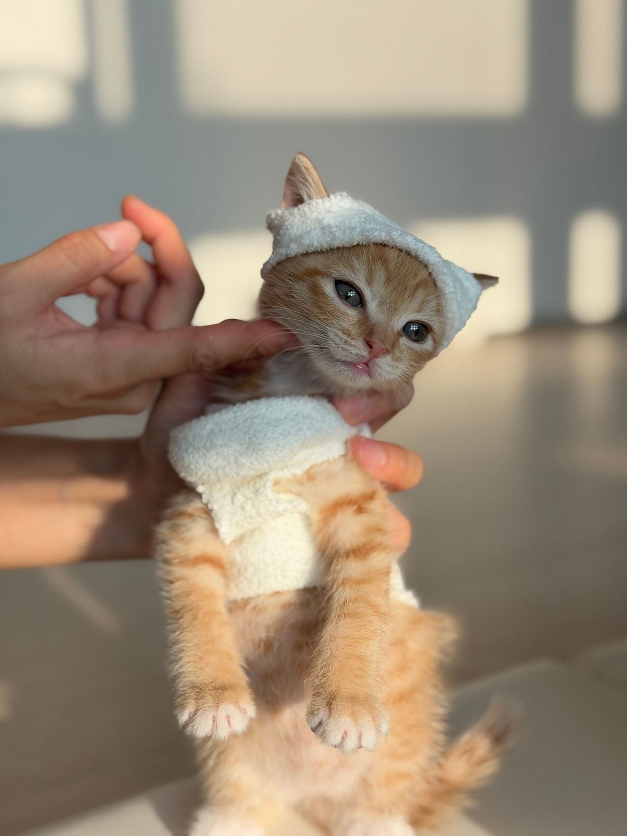다이소 산 옷을 입는 고양이 · 2번째 이미지