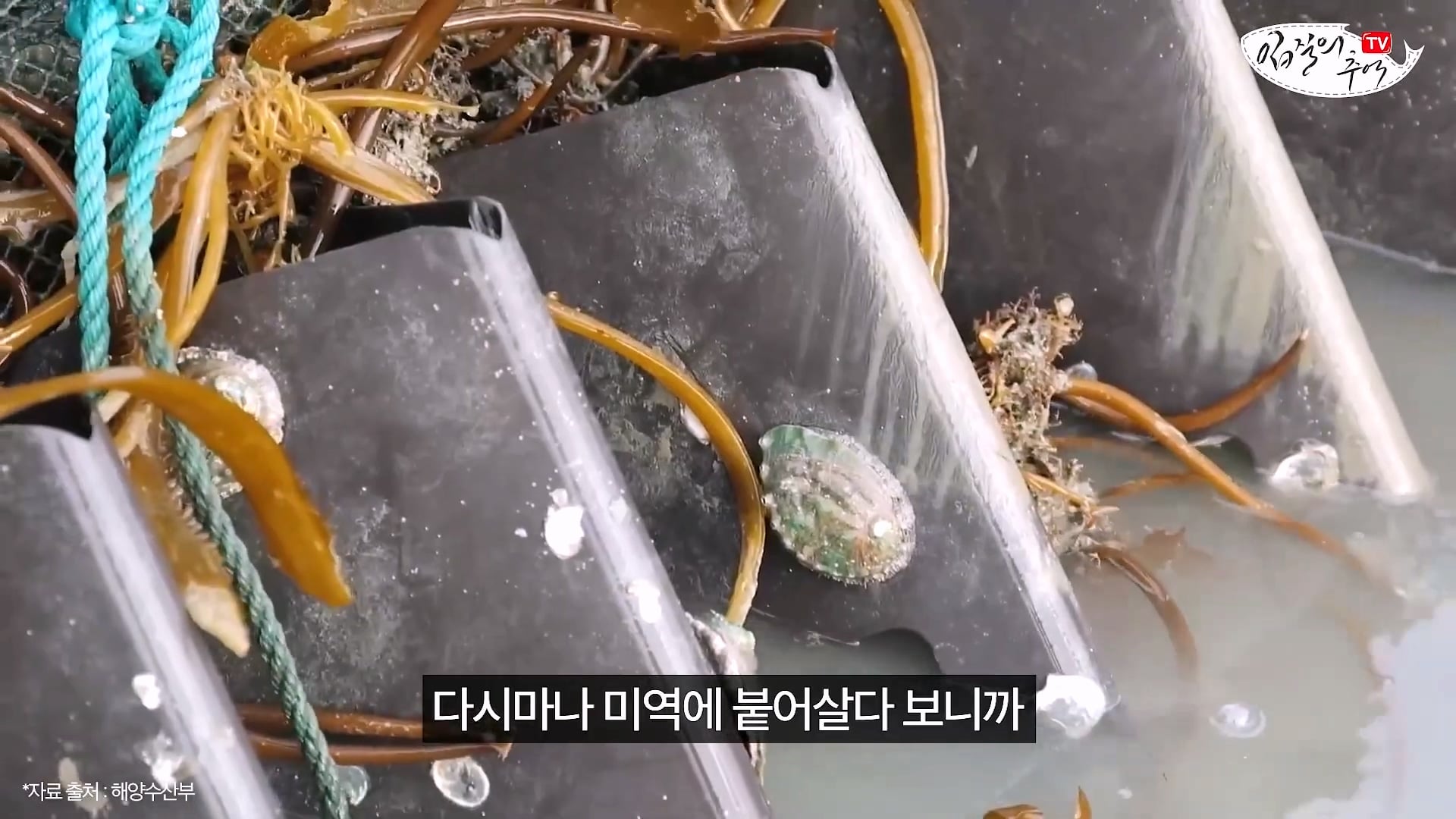 암컷 아저씨가 알려주는 손 쉬운 전복 손질 방법 · 10번째 이미지