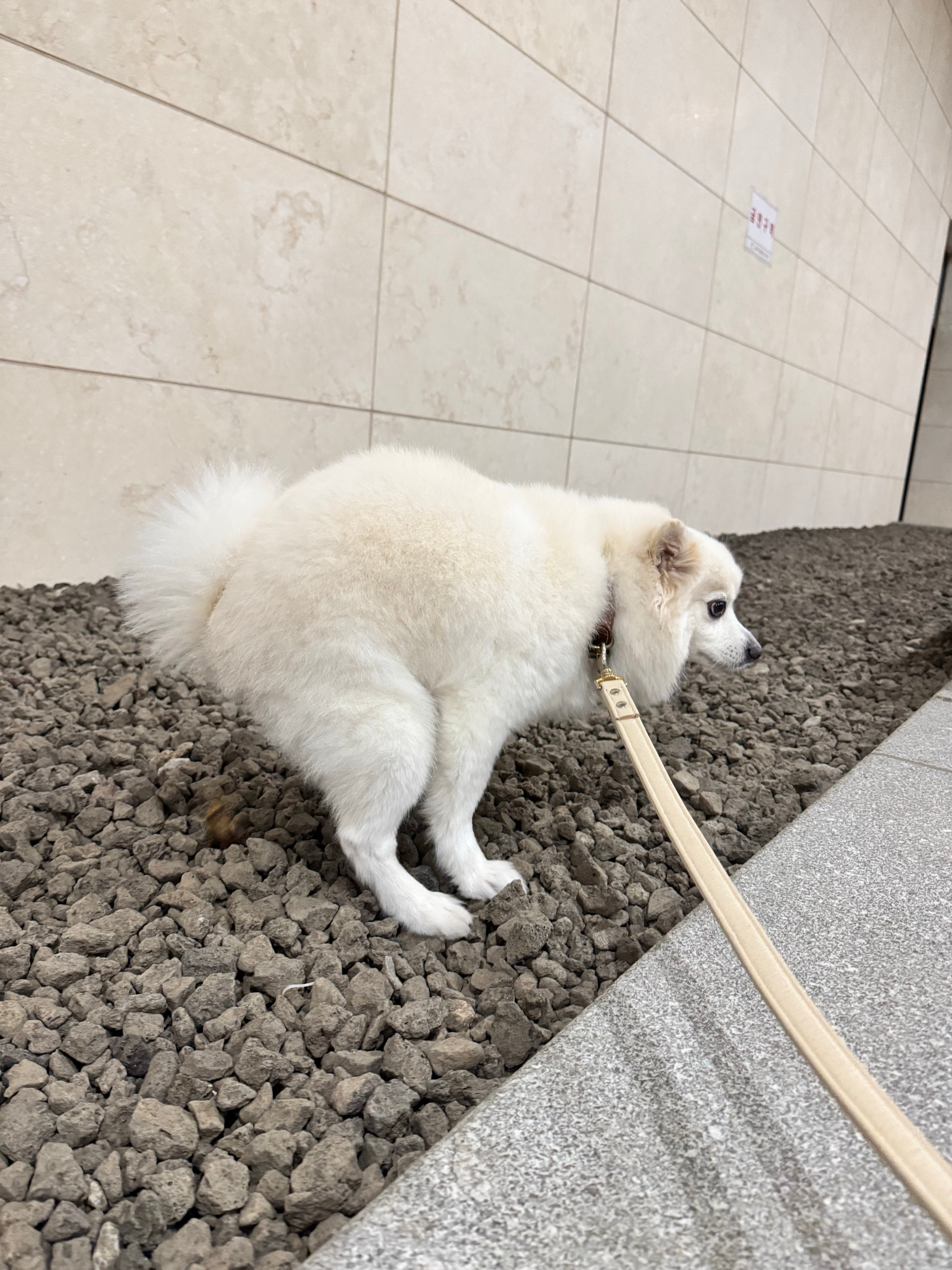 혹시 개붕이들이 좋아하는걸 합치면 에 갈까? · 13번째 이미지