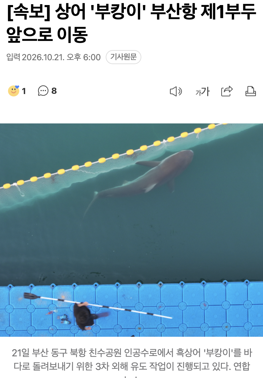 🦈 [속보] 상어 '부캉이', 부산항 제1부두 앞으로 이동했다 · 1번째 이미지