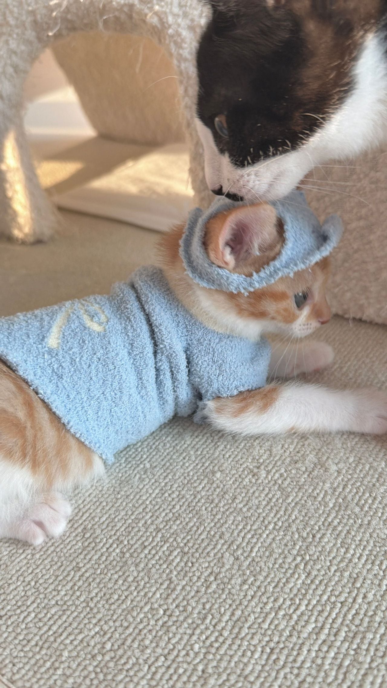 다이소 산 옷을 입는 고양이 · 6번째 이미지