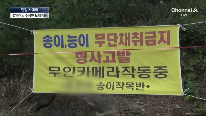 채널a) 송이버섯 1kg에 160만원...밤낮 추격전 · 11번째 이미지
