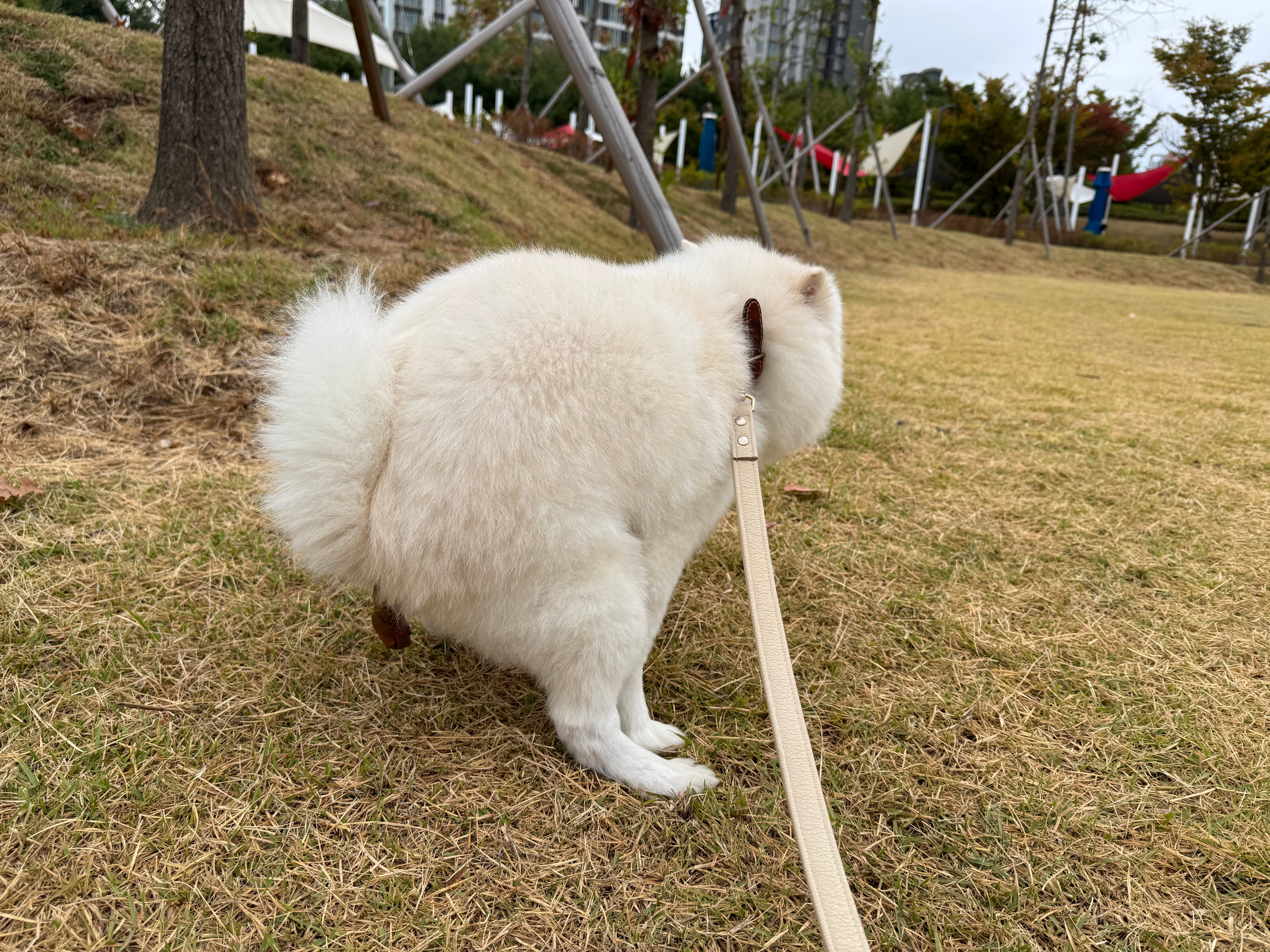 혹시 개붕이들이 좋아하는걸 합치면 에 갈까? · 7번째 이미지