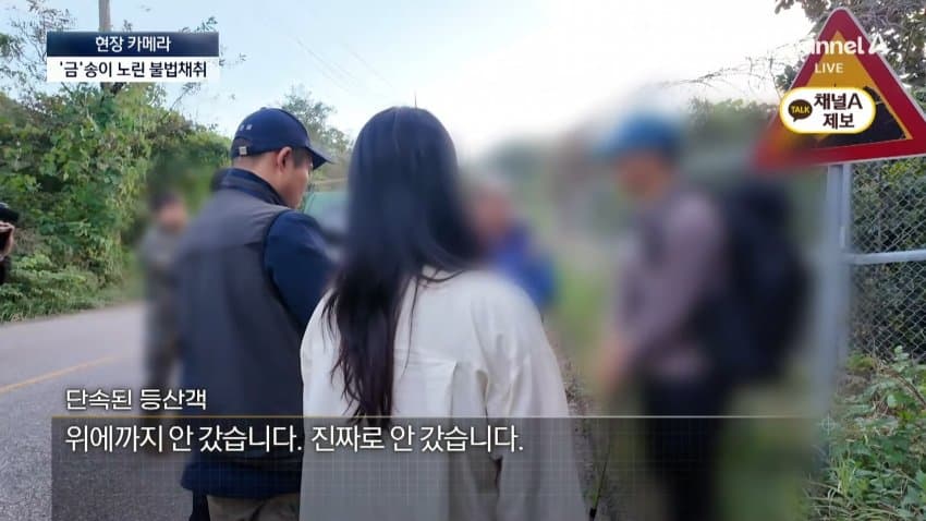 채널a) 송이버섯 1kg에 160만원...밤낮 추격전 · 29번째 이미지