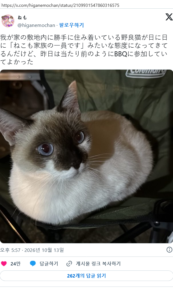 일본 트위터에서 좋아요 대박난 뻔뻔한 길고양이 · 1번째 이미지