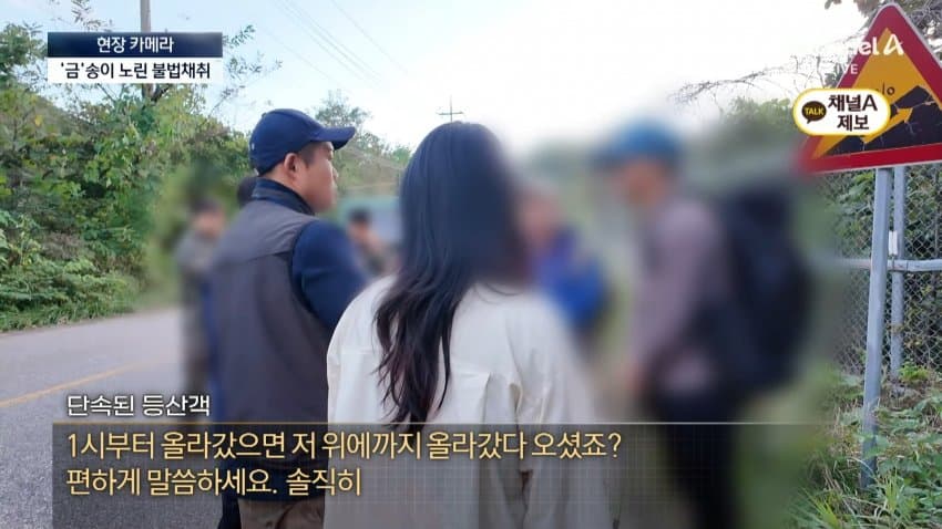 채널a) 송이버섯 1kg에 160만원...밤낮 추격전 · 28번째 이미지