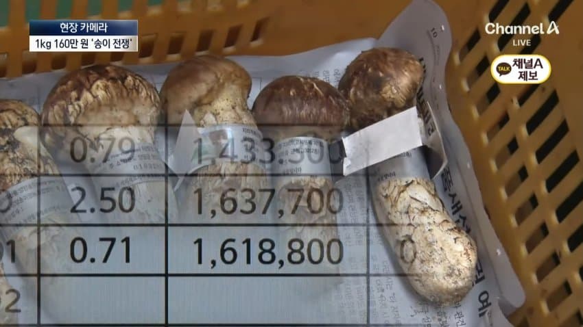 채널a) 송이버섯 1kg에 160만원...밤낮 추격전 · 33번째 이미지