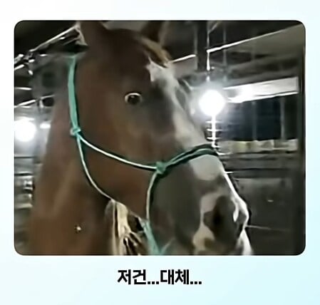 얼룩말 처음 본 말 반응 · 6번째 이미지